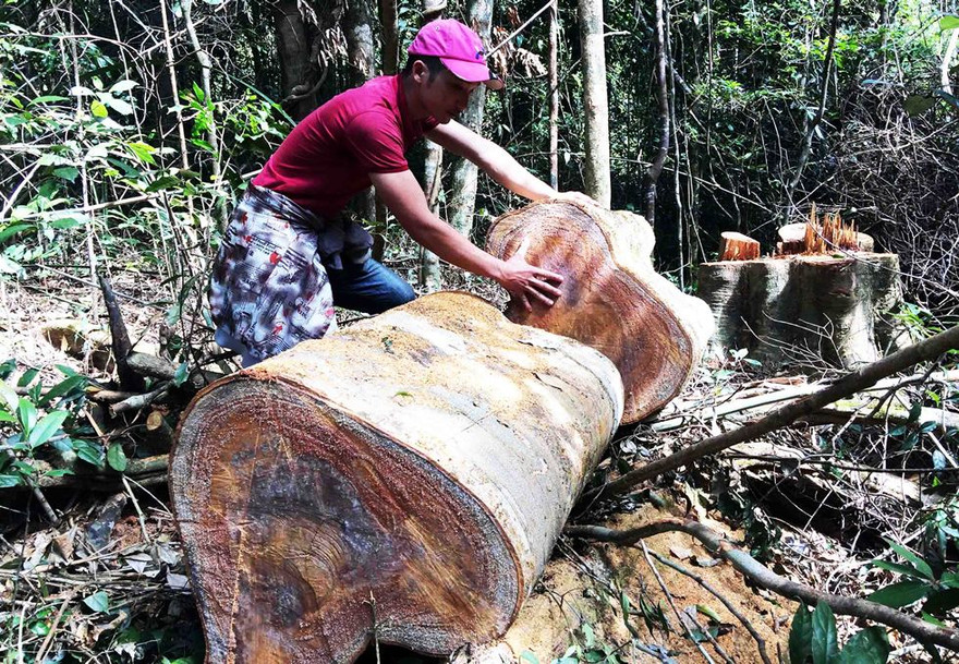 Một vụ phá rừng mới xảy ra tại tỉnh Gia Lai