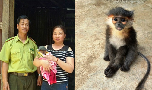 Chị Đào Thị Thanh giao voọc chà vá chân đen cho kiểm lâm