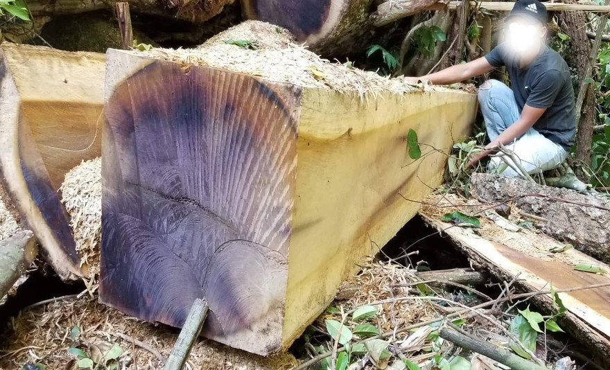 Những thân gỗ được xẻ vuôn vắn chờ kéo về bãi tập kết