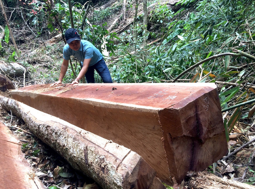 Gỗ bị khai thác trái phép do phóng viên báo Tiền Phong phát hiện 