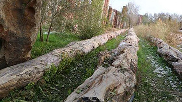 Cây hóa thạch dài 56m ở Trung Quốc.