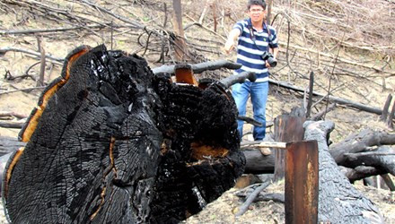 Rừng bị phá trắng, cây rừng bị chặt, đốt cháy đen. ảnh chụp ngày 18/7/2013