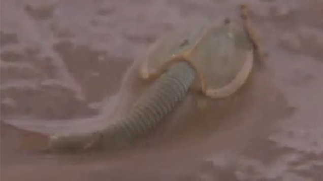 Phát hiện tôm nòng nọc có nguồn gốc 200 triệu năm