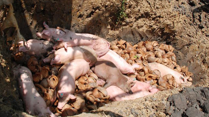 Heo chuẩn bị tiêu hủy.