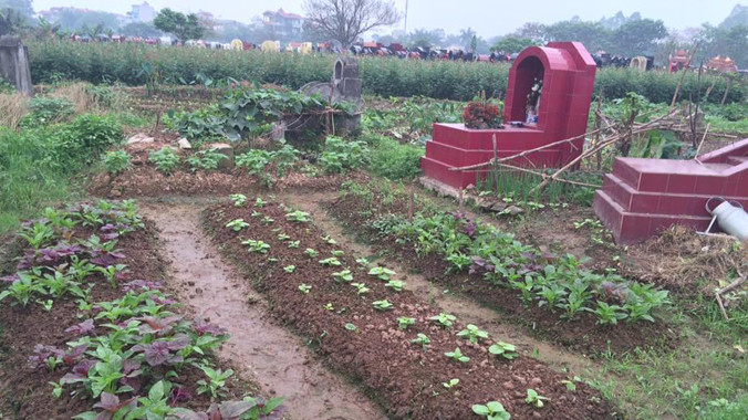 Hà Nội: Rau ở nghĩa địa xanh tốt không cần chăm bón