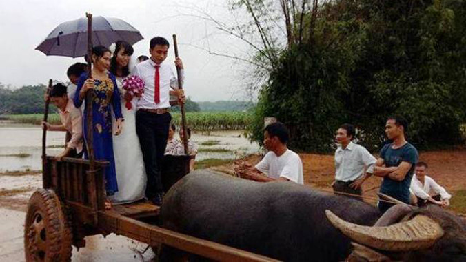 Nước lũ ngập đường đi, đôi uyên ương phải rước dâu bằng xe trâu vượt lũ.