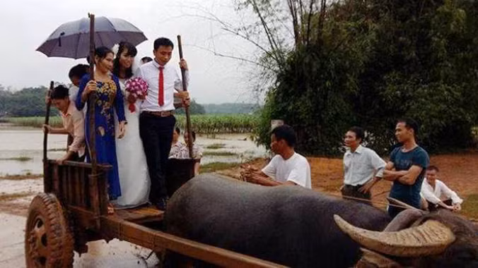 Nước lũ ngập đường đi, đôi uyên ương phải rước dâu bằng xe trâu vượt lũ.