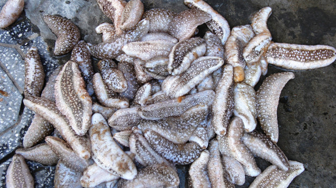 Hải sâm được bắt để làm thức ăn, phơi khô ngâm rượu chứ không bán, dù đây là loài hải sản đắt tiền. 