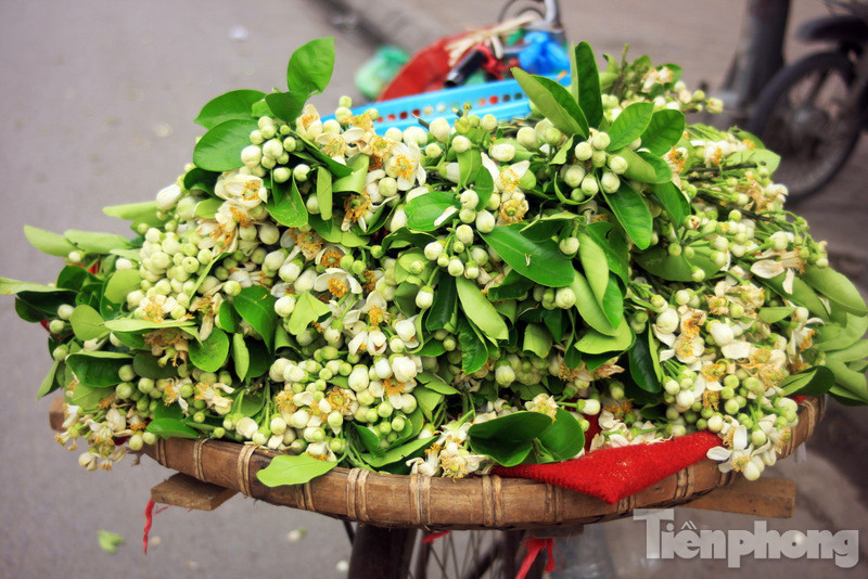 Xốn xang dạo ‘phố hoa bưởi’ giữa Thủ đô