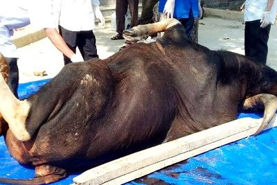 Con bò bị bắn chết