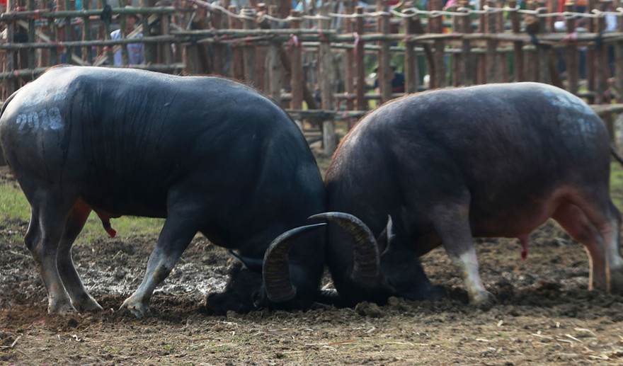 Lễ hội chọi trâu Hải Lựu