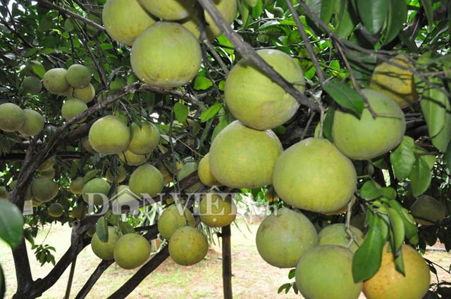 Có tới hơn 800 quả trên cây nhưng quả nào cũng đẹp và to đều nhau.