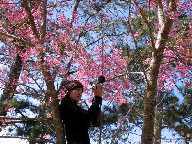 Săn ảnh mai anh đào