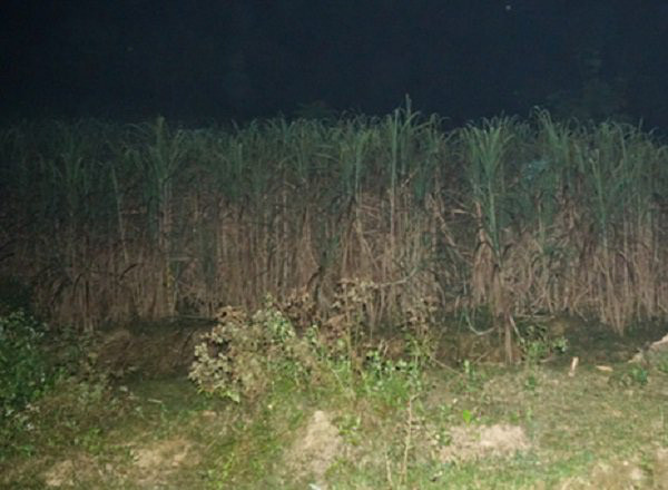 Vườn mía nơi xảy ra sự việc được chia sẻ trên mạng xã hội.