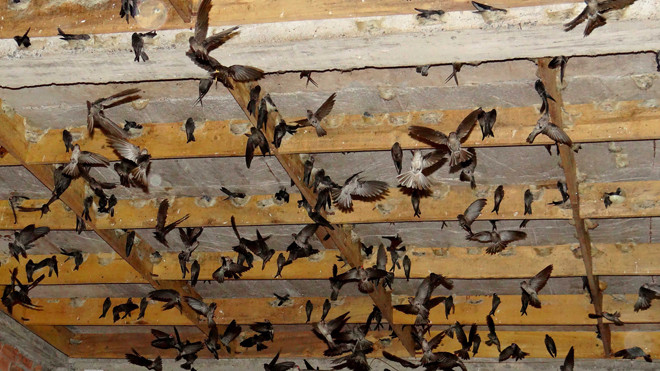 Chim yến trong nhà yến