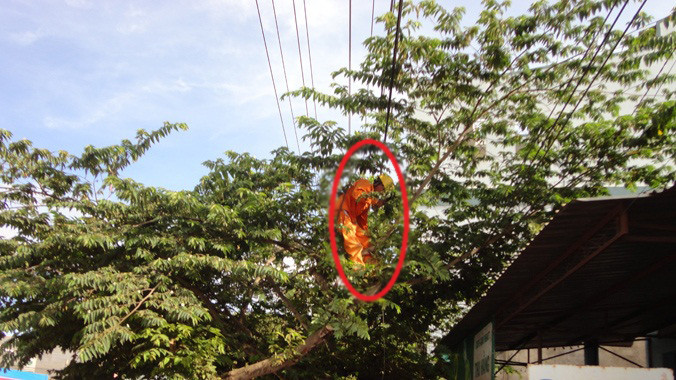 Công nhân Điện lực Di Linh phát quang hành lang an toàn lưới điện.