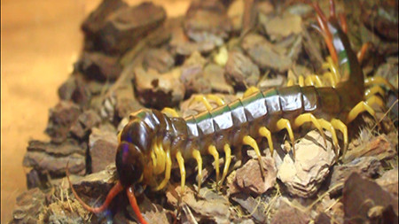 Những con rết "khổng lồ" này đang được một số người săn làm thú cưng.