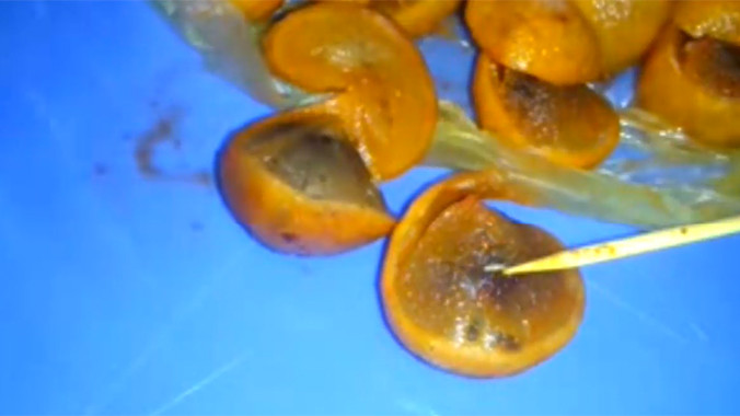 Kinh hãi giòi lúc nhúc trong đặc sản sấu dầm Hà Nội