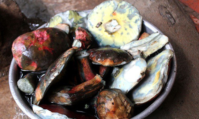 Nấm gan bò, loại nấm đặc sản thu hái trong rừng thông hiện có giá bán cực đắt đỏ.