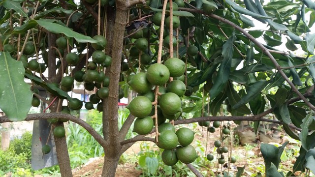 Bộ NN&PTNT khuyến cáo người dân trồng cây mắc ca phải lấy giống có nguồn gốc xây xứ, tránh thiệt hại đáng tiếc sau này.