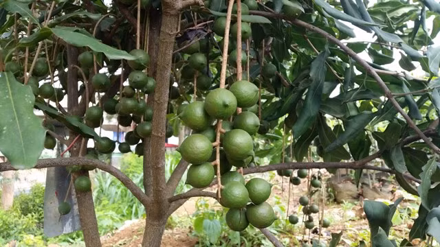 Bộ NN&PTNT khuyến cáo người dân trồng cây mắc ca phải lấy giống có nguồn gốc xây xứ, tránh thiệt hại đáng tiếc sau này.