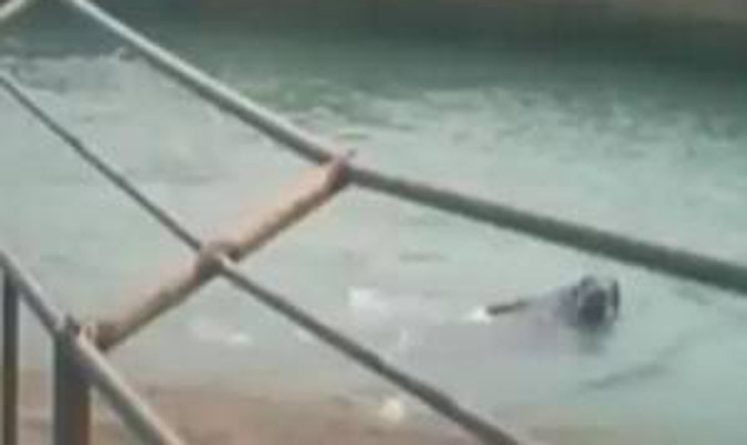 Hải mã 1,5 tấn dìm chết du khách trong vườn thú