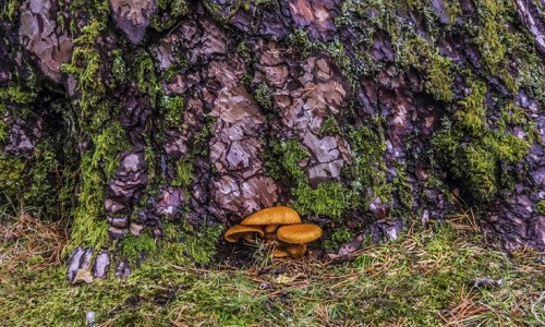 Hợp chất psilocybin trong nấm thần kỳ có tác dụng trị trầm cảm. Ảnh: iStock.