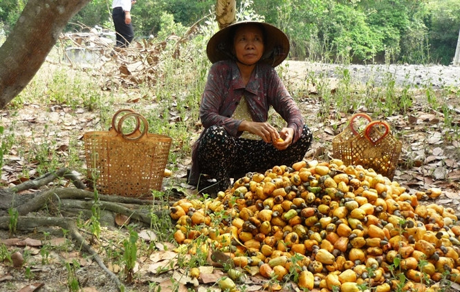 Nông dân thôn Xuân An, xã Cát Tường (Phù Cát) thu hoạch điều.