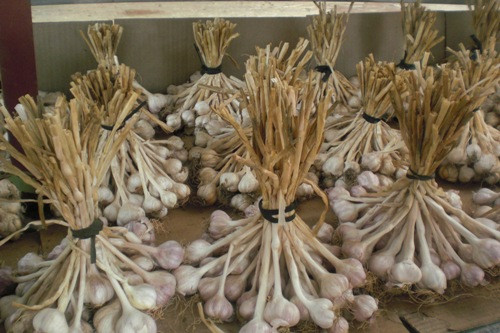 Mùi đặc trưng nấn ná lâu dài trong hơi thở khiến không ít người e ngại khi thưởng thức các món ăn chứa tỏi. Ảnh: Khánh Hà.