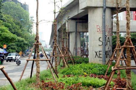 Trồng cây xanh dưới gầm đường sắt trên cao có an toàn?