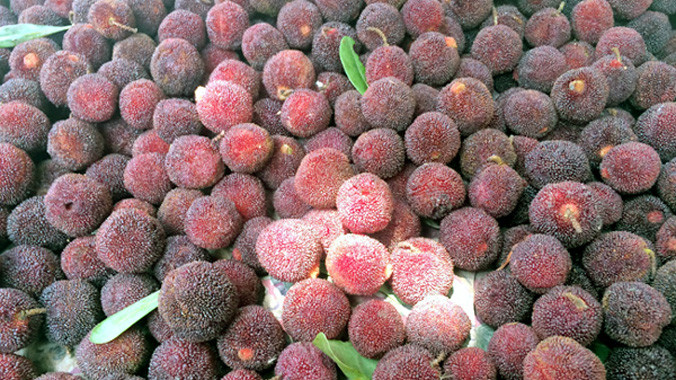 Giá mỗi cân thanh mai giá từ 100.000-150.000 đồng/kg.