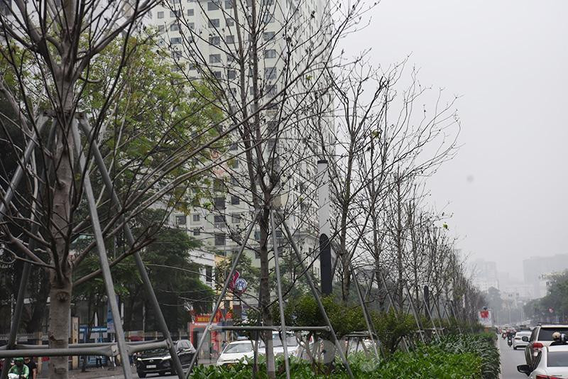 Hàng cây phong lá đỏ sắp bị thay thế ở Hà Nội