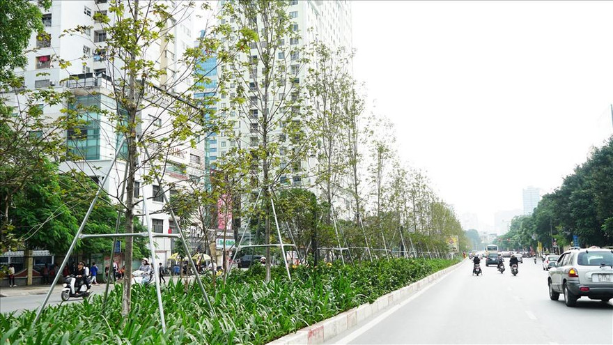 Hàng cây phong trồng ở Hà Nội sắp bị thay thế
