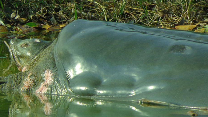 10h50 ngày 30/12, rùa hồ Gươm nổi ở khu vực bắc chân tháp Rùa, phía đền Ngọc Sơn.