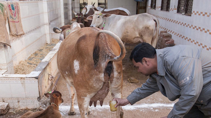 Nhiều người tin rằng nước tiểu có công dụng tốt nhất khi được lấy vào buổi sáng, lúc mặt trời chưa mọc. Ảnh: Mirror.