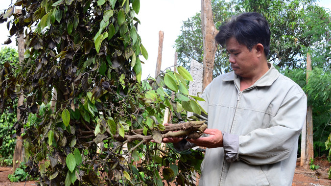 Ông Nguyễn Văn Hữu bên gốc tiêu đã chết.