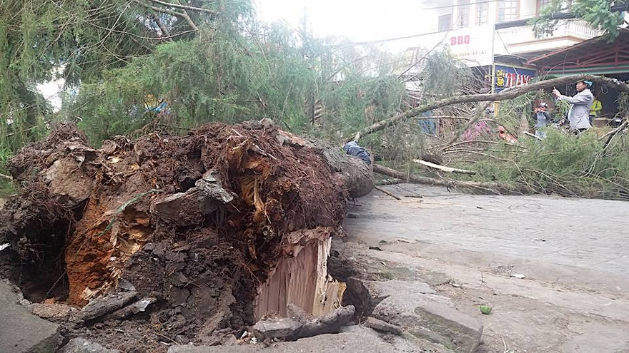 Bản tin 8H: Cây đổ bất ngờ khiến 2 mẹ con chết thảm