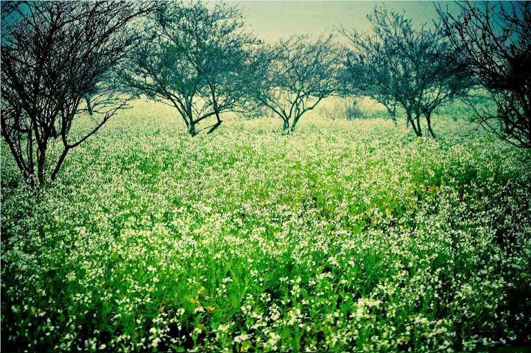 Cải trắng Mộc Châu nở rộ: Bắt đầu tour du lịch Vietravel theo mùa hoa Tây Bắc