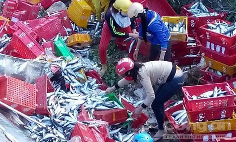 Cá văng tung toé.