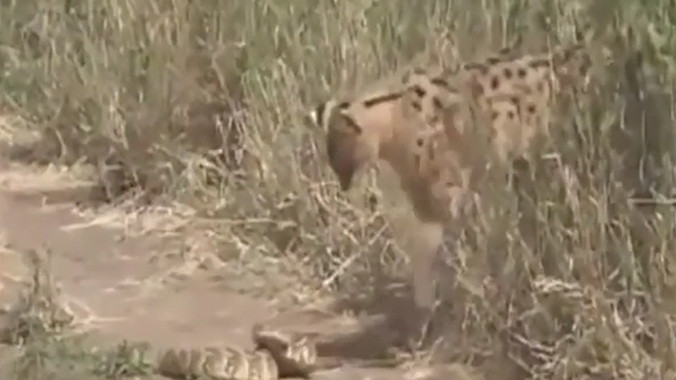 Rắn đuôi chuông cực độc tử chiến với báo hoang