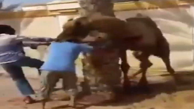 Lạc đà 'nổi điên' ngoạm đầu người đàn ông ném xuống đất