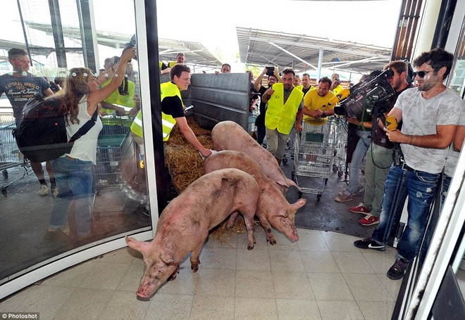 Tình trạng hỗn loạn diễn ra ở nhiều siêu thị phía tây nam nước Pháp trong vài ngày qua do nông dân đưa lợn vào siêu thị để phản đối tình trạng giá nông sản giảm. Ảnh: Photoshot.