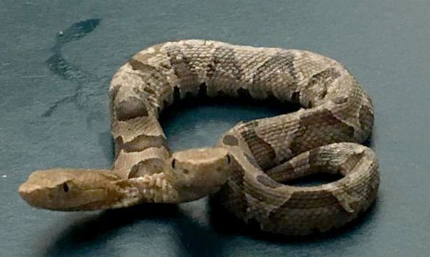 Rắn hai đầu hiếm thấy vừa được phát hiện tại Mỹ.