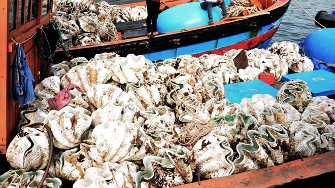 Sò tượng chất đầy trên 2 tàu vừa cập bến