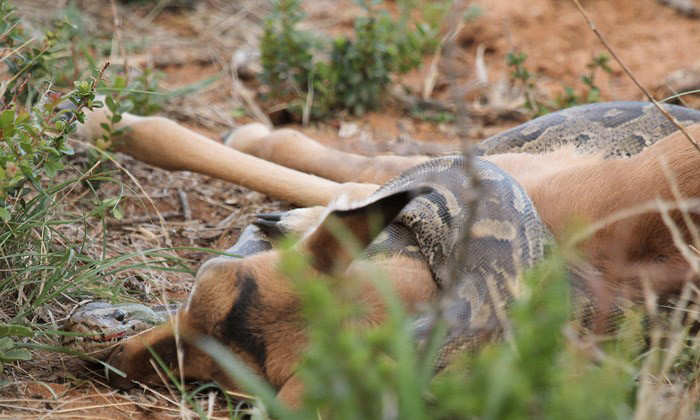 Trăn đá châu Phi siết chết linh dương con tội nghiệp.