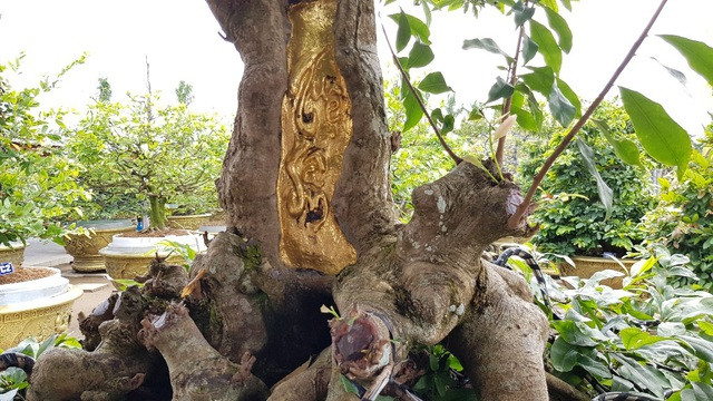 Cây mai vàng được anh Vũ Đức Đông dát 9 chỉ vàng. Ảnh: Dân trí