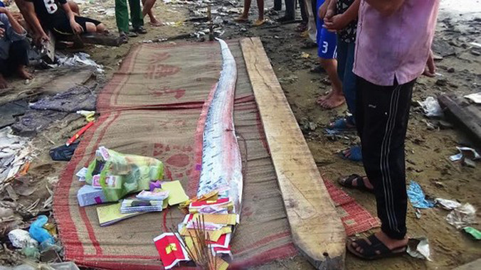 Con cá ông phướn đã được người dân chôn cất theo phong tục địa phương.