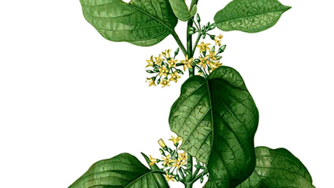 Thanh Đường An - ứng dụng công nghệ chiết xuất Dây thìa canh dưới dạng cao siêu đặc 