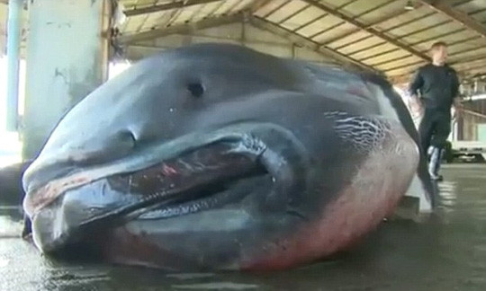 Bắt được cá mập miệng rộng khổng lồ cực hiếm ở Nhật Bản