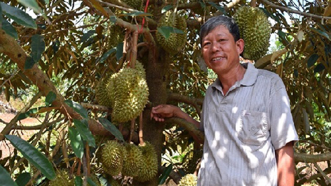 Ông Cường bên gốc sầu riêng trĩu quả tại Đồng Nai. Ảnh:Nông nghiệp Việt Nam.